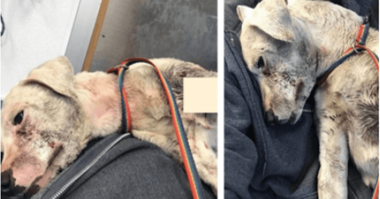 Severely Injured Dog Drags Herself Over To Jogger That Finds Her