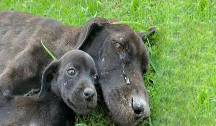 She Cried a Lot Because Exhausted, Not Able to Look After Her Puppies