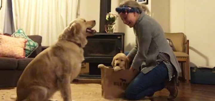 She Gets A New Pup The Older Dog's Response Will Melt Your Heart