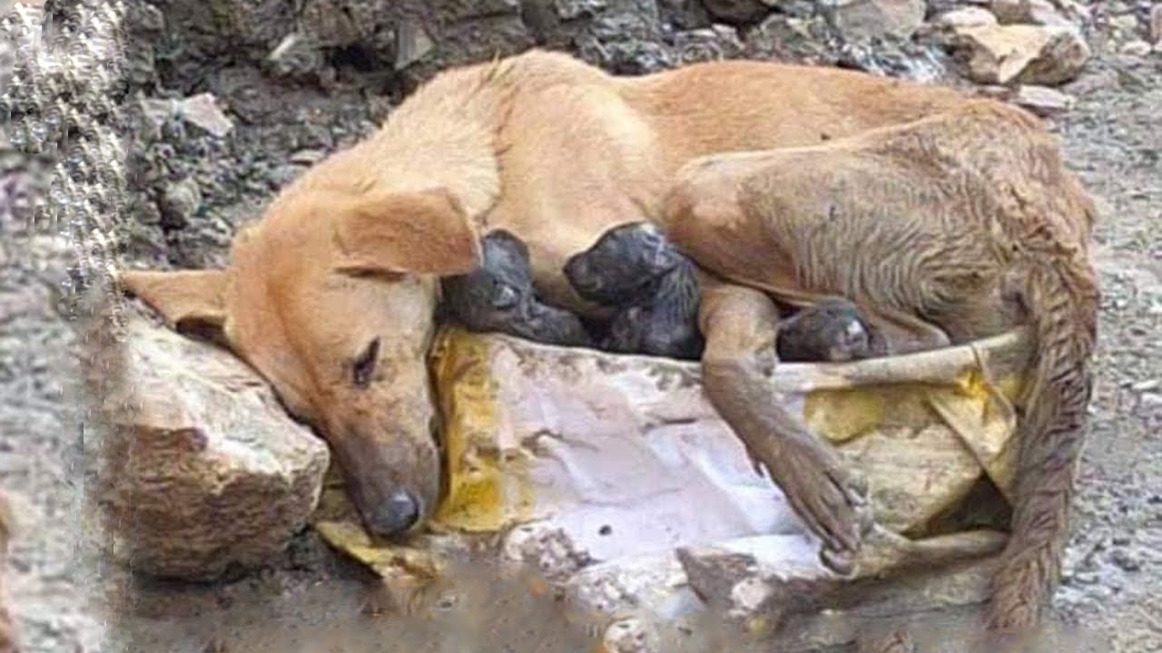 She giving birth to Puppies in the bushes, try to secure Puppies under heavy rain