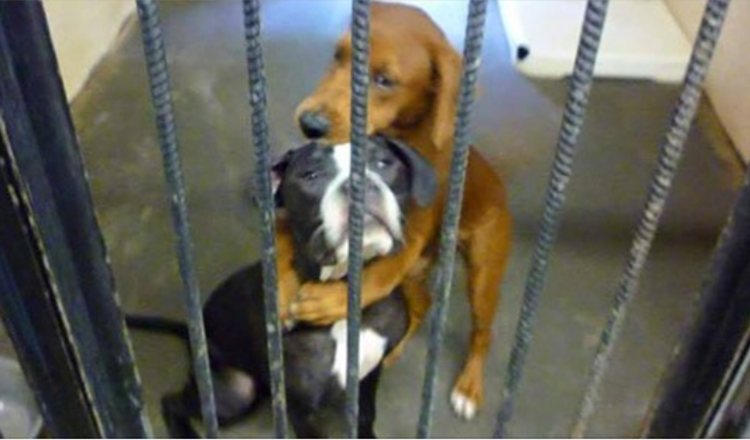 Shelter Dog Hugs Her Friend So Tight Hours Before Euthanasia And Saves Their Lives