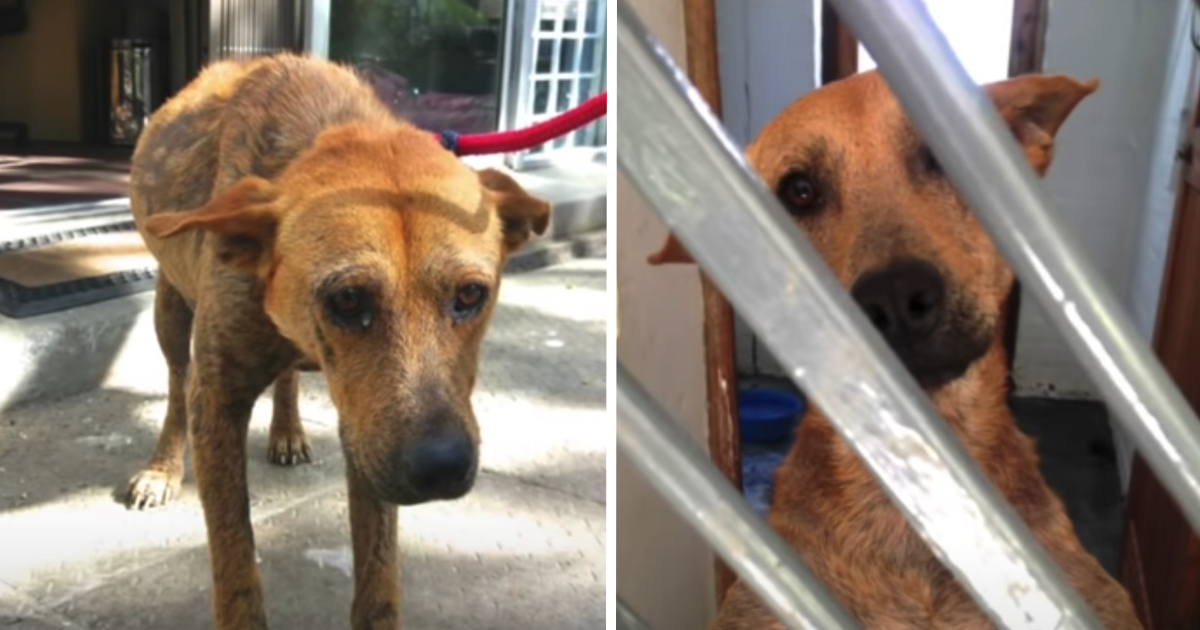 Shelter Dog Who Cried In His Kennel All Day Now Smiles In His Sleep