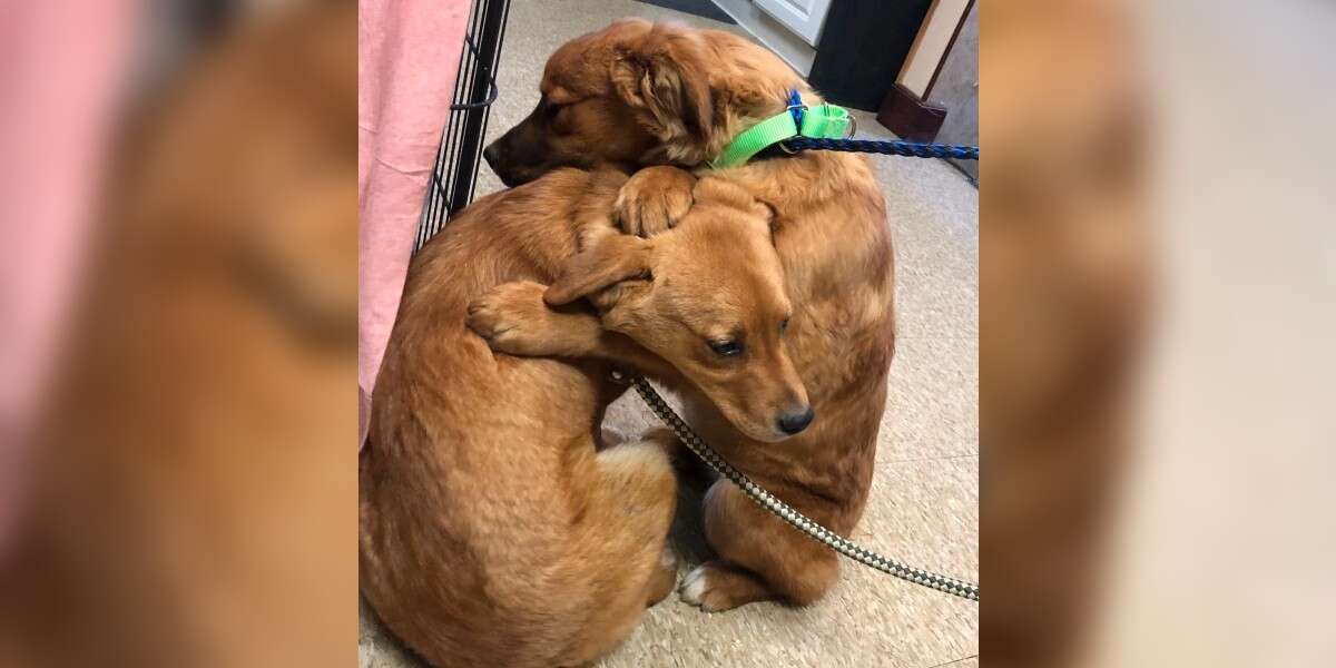 Shelter Puppy Comforts Her Sis With A Hug After Being Saved