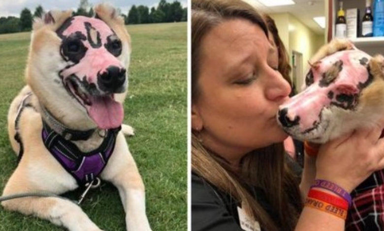 Shiba Inu That Survived House Fire Becomes Treatment Dog For Burn Victims.png