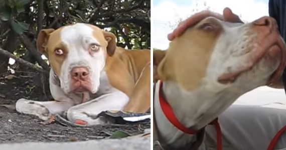 Shy Pit Bull With A Broken Leg Needs To Be Coerced Out From Under A Bush