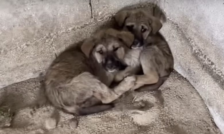 Sick Babes Huddle With Each Other In Tight Corner After Being Left In Middle Of Night