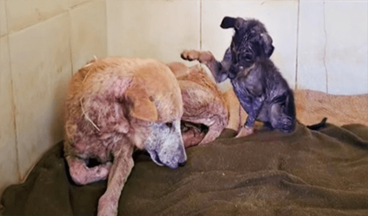 Sickly Puppy Used All She Needed To Sit Up And Tell Mother It Would Be All Right