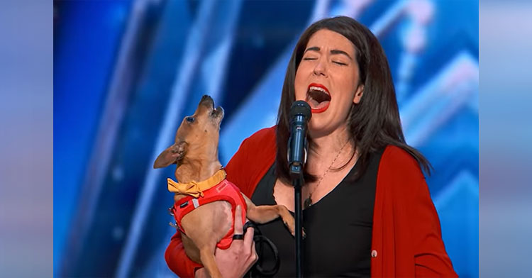 Singing Chihuahua Takes The America's Got Talent Stage And It's A Howling Good Time.