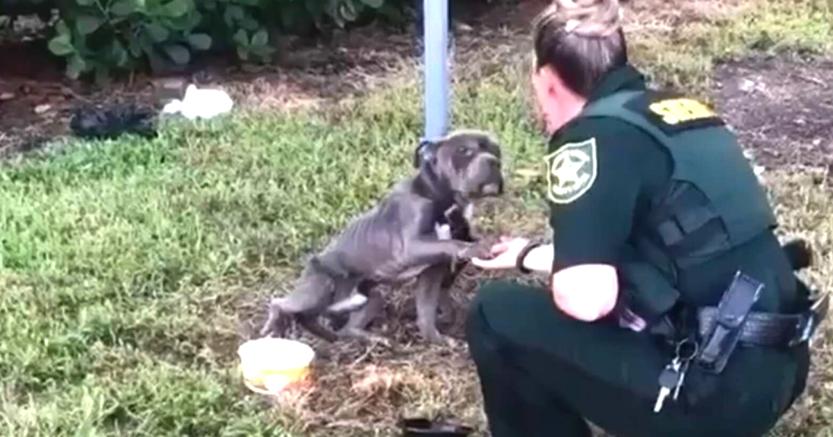 Skinny Dog Left Tied To A Pole Puts His Paw Out To Cop Who's Saving Him