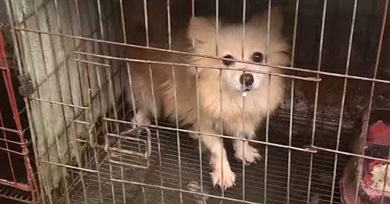 Small Dog That Was Caged For 2 Years Gets A Health Spa Day To Wash Away Her Neglect