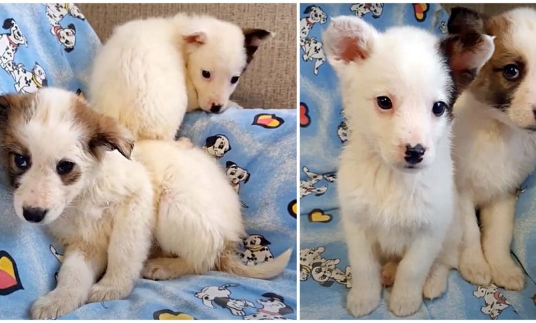 Soaking Wet Pups Huddle With Each Other For Heat After They're Left To Freeze In Snow