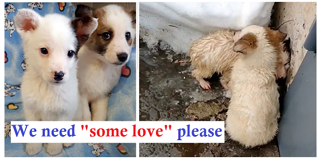 Soaking Wet Pups Huddle With Each Other For Heat After They're Left To Freeze In Snow!