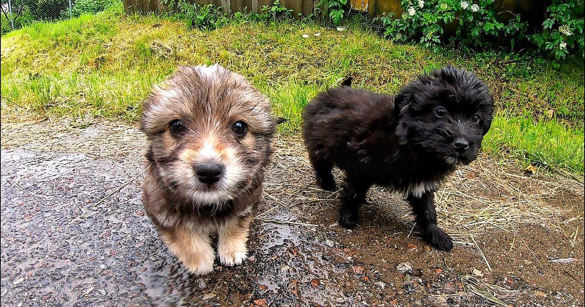 Someone Disposed Two Puppies Near The Road In The Pouring Rainfall