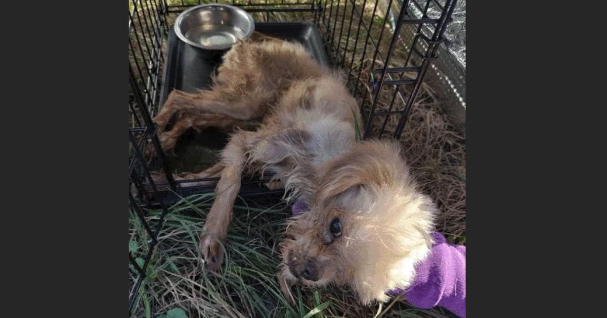 Someone Locked A Small Dog In A 130-Degree Port-A-Potty And Bolted