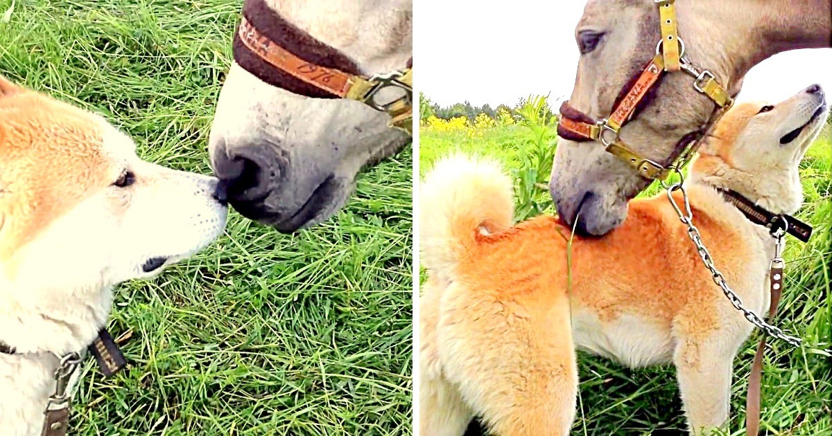 Stolen Horse Sobs Emotionally On Seeing Her Doggie Best Friend 7 Months Later