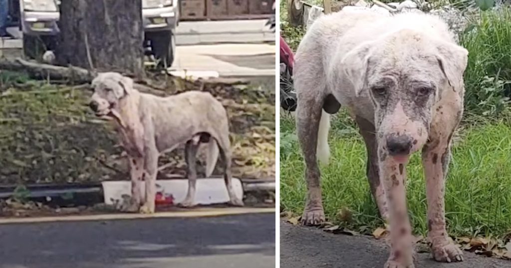 Stony Stray Dog Resting Close To A Gas Station Becomes Fluffy White Teddy Bear