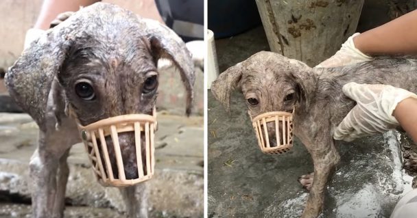 Stray Believed Rescuers Were Going To Harm Her, So She Needed to Be Muzzled.jpg