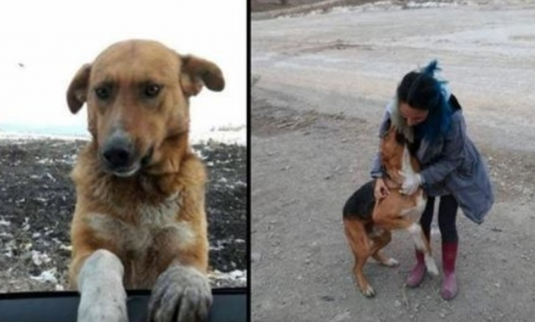 Stray Dog Begged People To Adopt Him From The Trash Dump, Finally Finds Forever House With His Friend