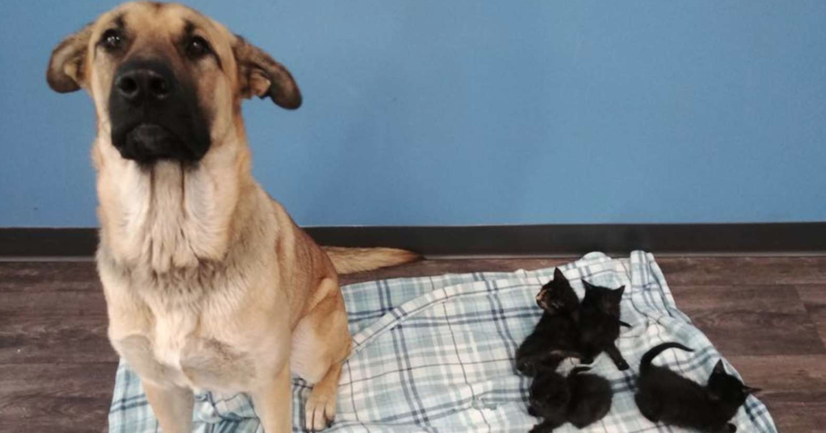 Stray Dog Found Shuddering In The Snow Maintaining Orphaned Kittens Warm And Comfortable