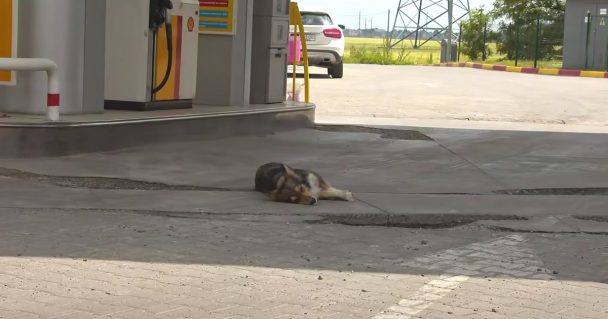 Stray Dog Lived At A Gasoline Station For 3 Years Not Letting Anyone Touch Her