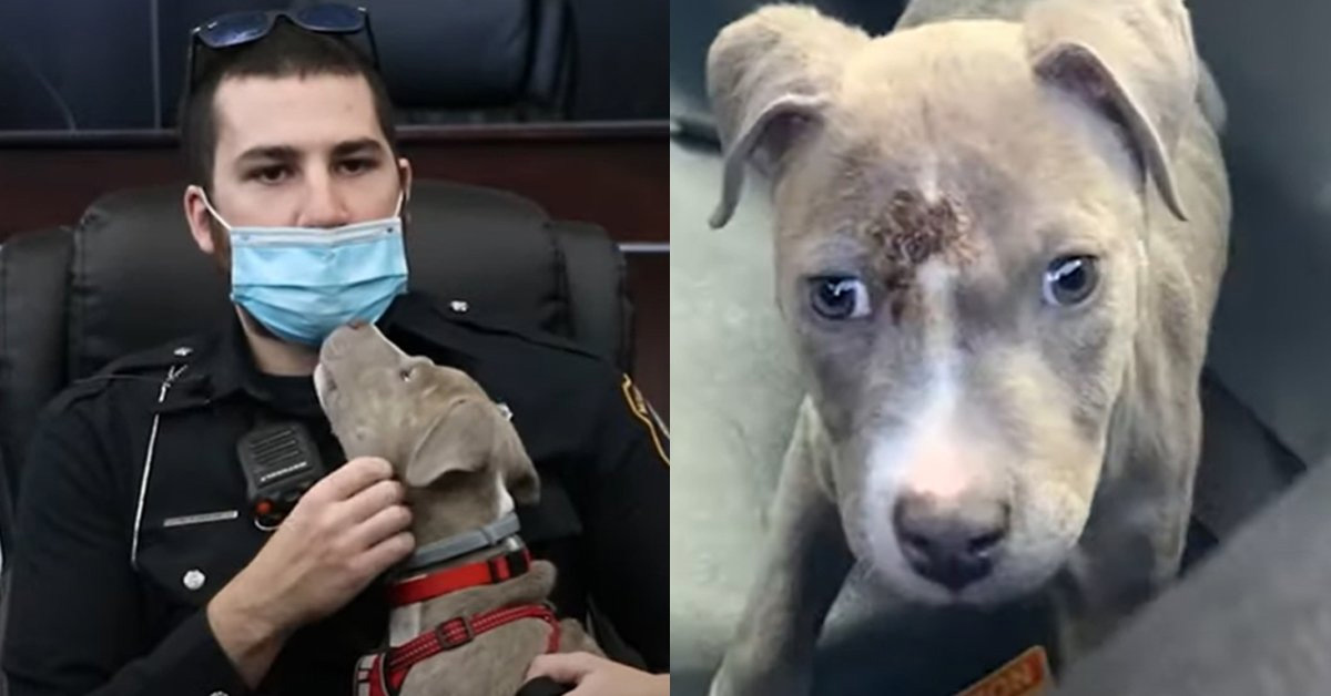 Stray Dog With Wounded Head Finds House And Love In Police officer's Arms