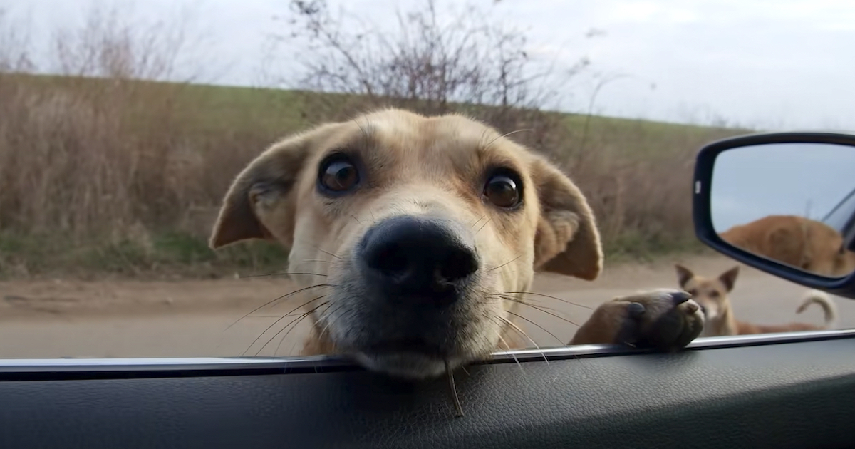 Stray Dogs Stop Woman's Vehicle, And She Can Not Just Drive Away