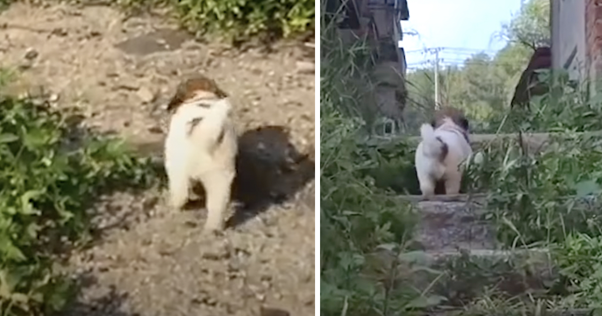 Stray Pup Insists Rescuers Follow Him Into Abandoned Building