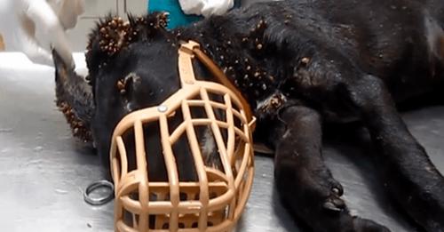 Stray Puppy With Thousands Of Ticks And Cable Installed In Her Tail Demonstrates Her Real Strength