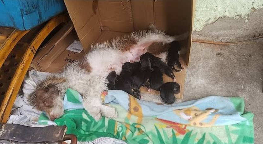 Stray crawls under random porch and also gives birth to 9 puppies