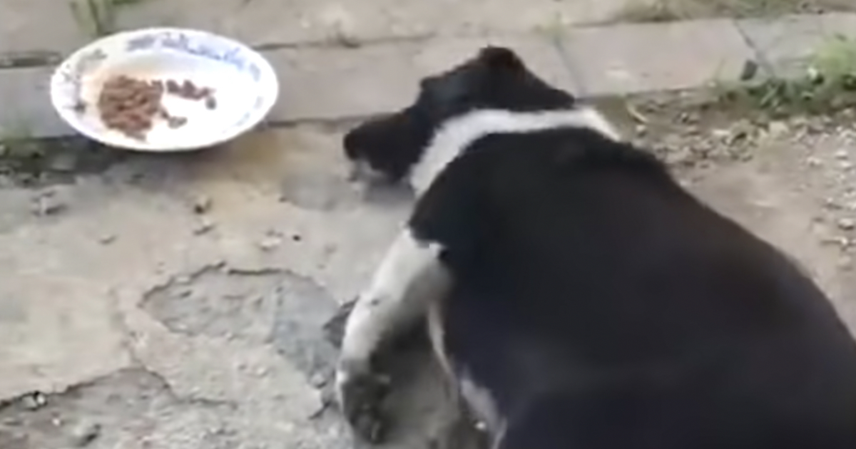 Street Dog Can Just Crawl Over To The Food The Rescuer Offered