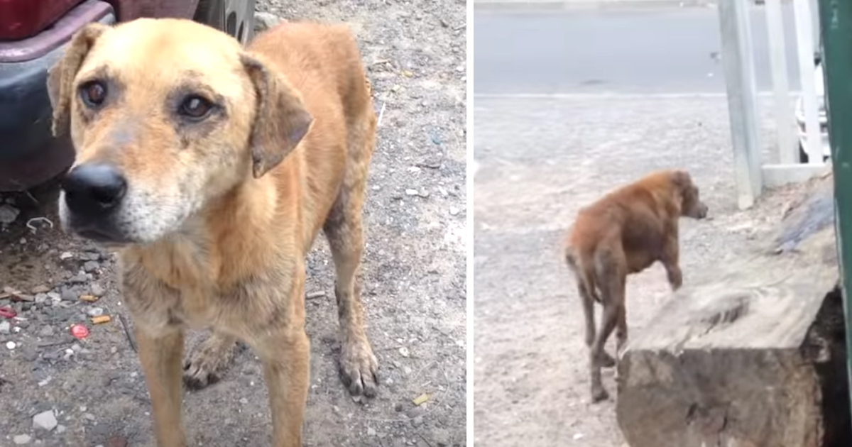 Street Dog Wouldn't Leave Without Her Friend, Leads Rescuers To Her