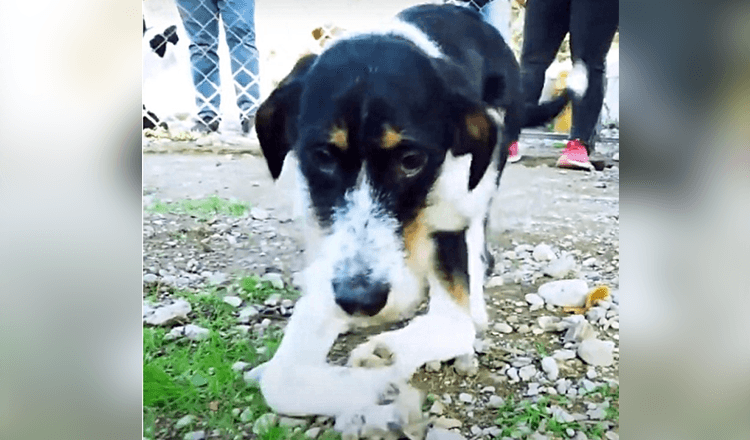 Stuck In A Sanctuary, He Dragged Himself Across Gravel With His Twisted Legs