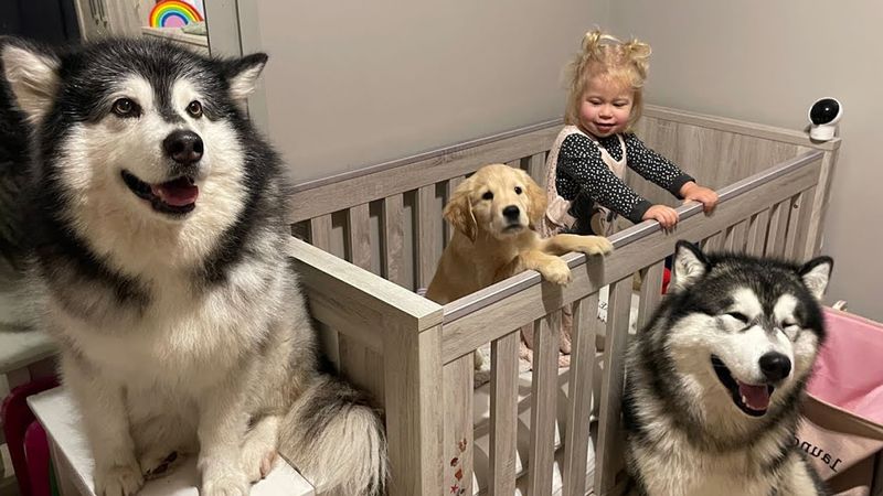 Sweet Baby Only Falls Asleep When Her Dogs Are With Her!