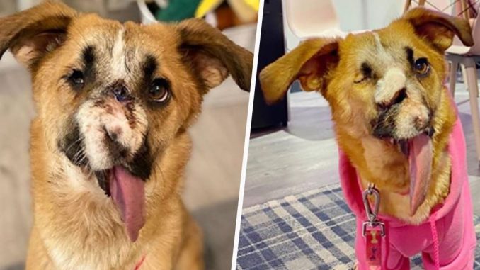 Sweet dog who survived being cruelly defeated and fired in the face wins everyone's hearts