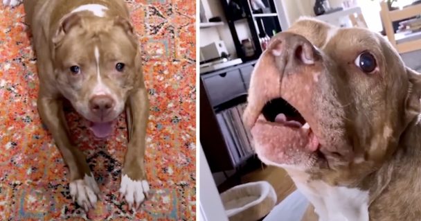 Talkative Pittie Informs Her Moms And Dads She's Hurt But That She'll Be OK