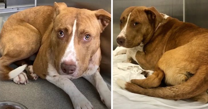 Terrified Dog Who Rested Shaking In The Shelter Simply Needed His Outlet In Life