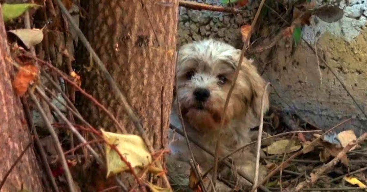 Terrified Homeless Dog Hid Behind A Dumped House Surrounded By Spiders