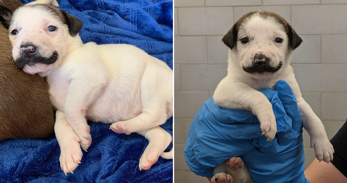 The Cutest Handlebar Mustache Was Born On This Pup Shelter