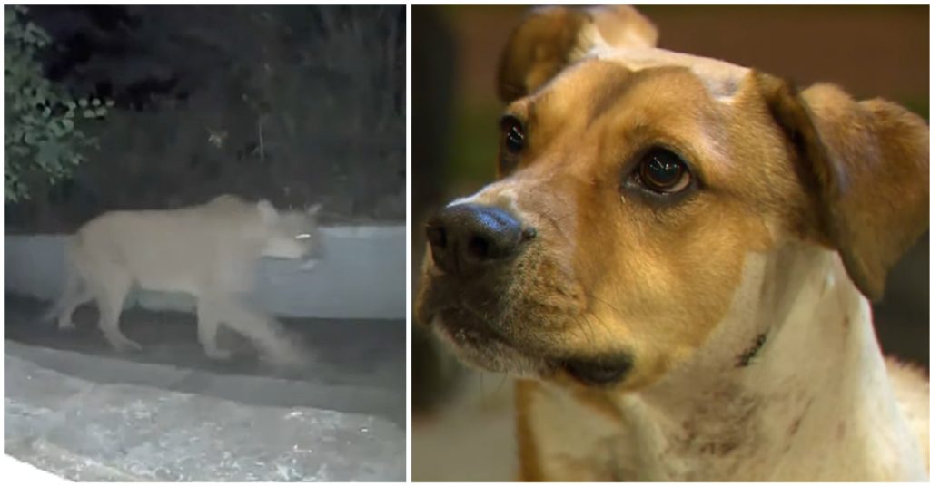 The Dog Fearlessly Drives Away The Big Mountain Lion To Guard His Family