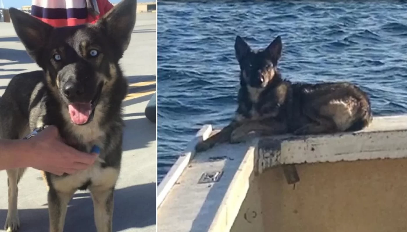 The Dog Found Alive After 5 Weeks Missing In Pacific Ocean