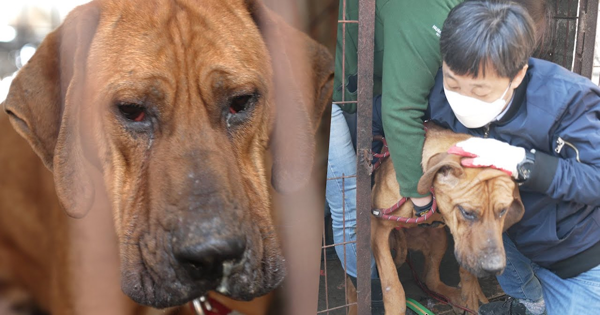 The Last Dog To Rescue From The Meat Ranch, Robin Was Scared To Leave His Kennel