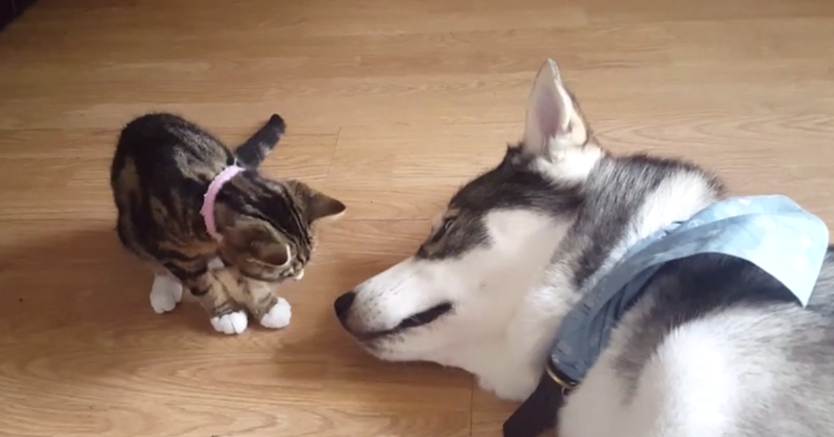 The New Kitty Goes In For A Kiss On The Sleeping Husky