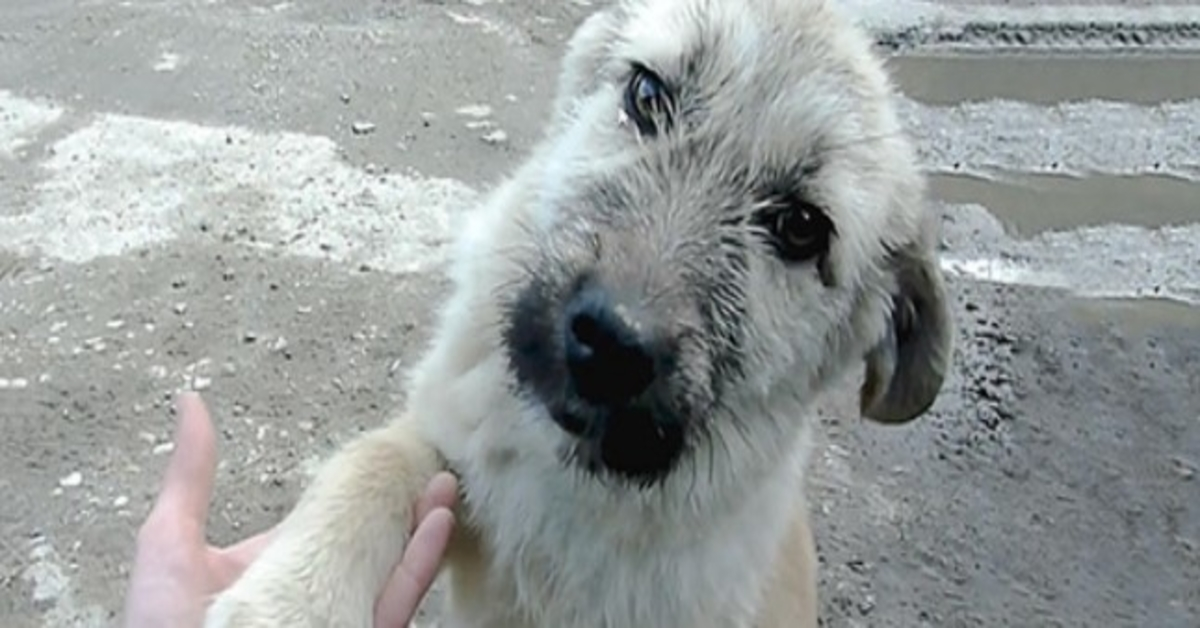 The unique moment a stray puppy shakes rescuer's hand after rescuing its life!