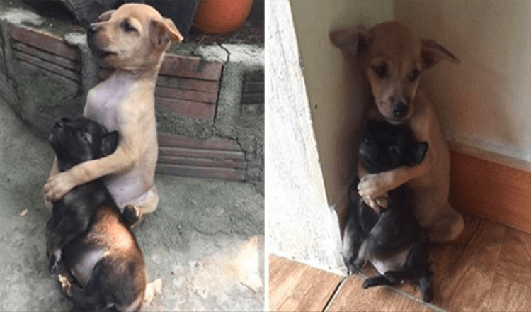 These 2 stray Puppies were just saved, and they reject to stop hugging each other!