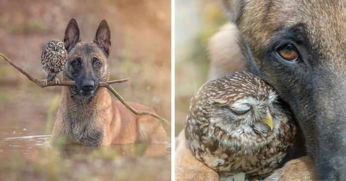 50 Dogs That Don't Understand Exactly How BIG They Are