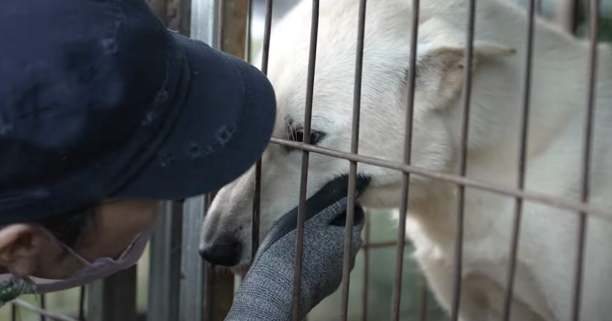 These 60 Dogs Never Ever Knew Freedom, But Today The Gates Are Opened