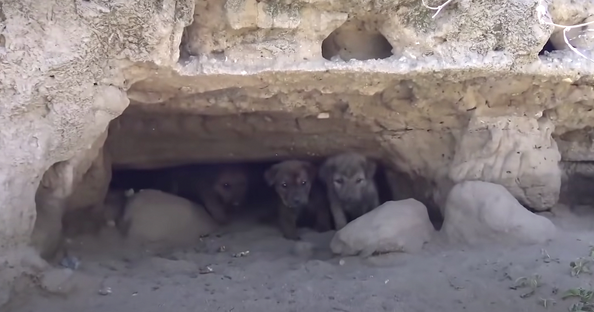 These Stray Puppies Used A Cave To Hide From The Big, Mysterious World Around Them