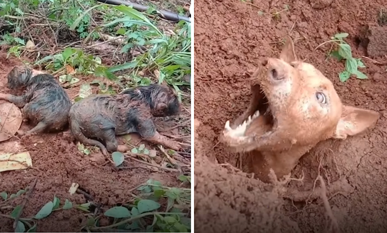 These guys rejoined a dog family after a landslide