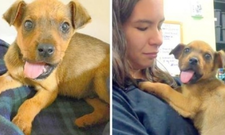 They Broke His Jaw And Threw Him Out Of A Moving Car, But He Still Gives Kisses