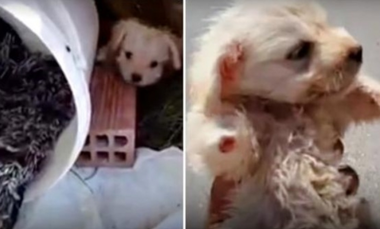 They Knew Puppy With 3 Paws Was 5 Weeks Old However They Still Left Him Alone In A Dirt Lot